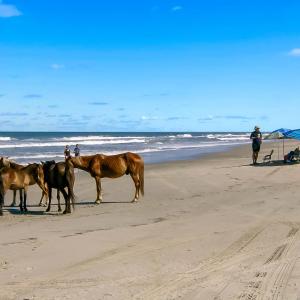 Corolla Wild Horses enjoying a day at the beach