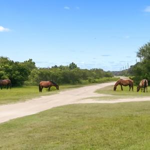 Corolla Wild Horses grazing
