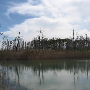 Photo #27 of 4161 Caratoke Highway, Barco, NC 92.4 acres
