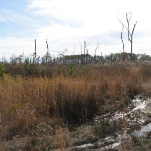 Photo #15 of 4161 Caratoke Highway, Barco, NC 92.4 acres