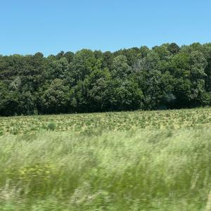 Photo #2 of TBD Highway 343, Camden, NC 10.0 acres