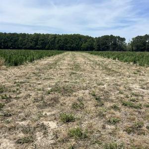Photo #1 of TBD Highway 343, Camden, NC 10.0 acres