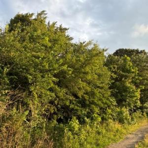 Photo #4 of 8028 Caratoke Highway, Powells Point, NC 9.9 acres