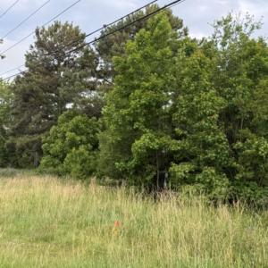 Photo #2 of 8028 Caratoke Highway, Powells Point, NC 9.9 acres