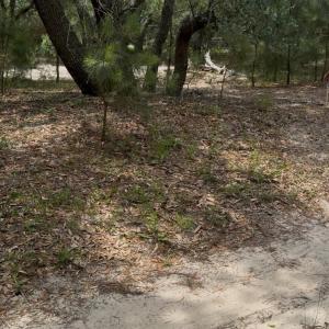 Photo #3 of 2006 Sea Horse Road, Corolla, NC 0.3 acres
