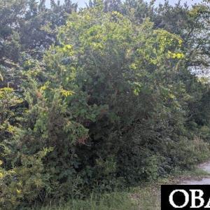 Photo #5 of TBD Creek Point Road, Ocracoke, NC 0.1 acres