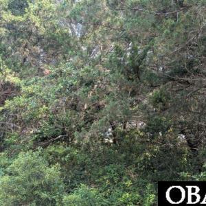 Photo #4 of TBD Creek Point Road, Ocracoke, NC 0.1 acres