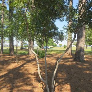 Photo #10 of 105 Mallard Court, Grandy, NC 0.5 acres