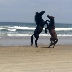 Photo #4 of 2391 Sandpiper Road, Corolla, NC 0.3 acres