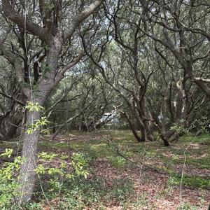 Photo #2 of 2391 Sandpiper Road, Corolla, NC 0.3 acres
