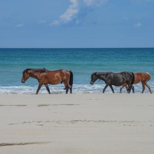 Photo #13 of 2245 Ocean Pearl Road, Corolla, NC 0.4 acres