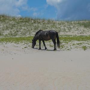 Photo #16 of 2247 Ocean Pearl Road, Corolla, NC 0.3 acres