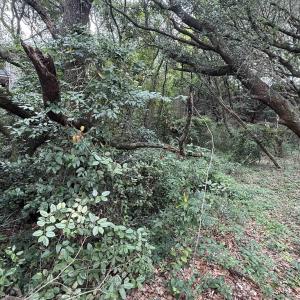 Photo #3 of 4338 Hammerhead Drive, Nags Head, NC 0.2 acres