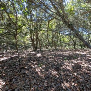 Photo #4 of 1612 Ocean Pearl Road, Corolla, NC 0.3 acres