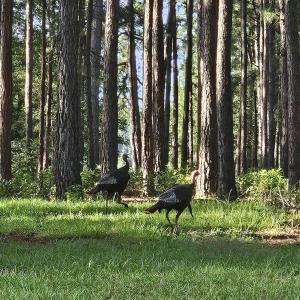 Photo #14 of WL33 East Waterway Drive, Belhaven, NC 237,402.0 acres