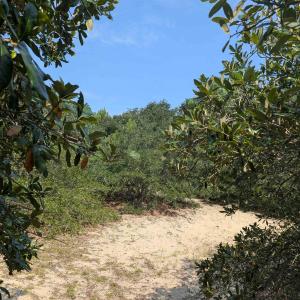 Photo #8 of 2244 Ocean Pearl Road, Corolla, NC 0.4 acres