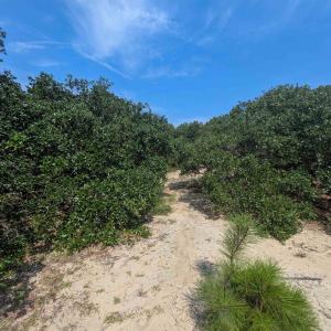 Photo #7 of 2244 Ocean Pearl Road, Corolla, NC 0.4 acres