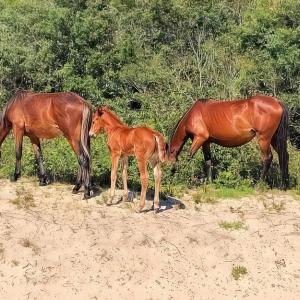 Photo #8 of 2375 Ocean Pearl Road, Corolla, NC 0.3 acres