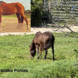 Photo #7 of Jackson Circle, Ocracoke, NC