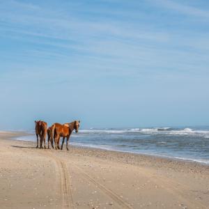 Wild Horses!