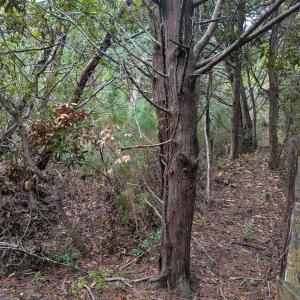 Photo #5 of Lot# 12 Sarah Ellen Drive, Ocracoke, NC 0.3 acres