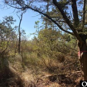 Photo #4 of 78 Beach Road, Ocracoke, NC 0.4 acres