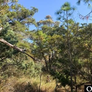 Photo #7 of 78 Beach Road, Ocracoke, NC 0.4 acres