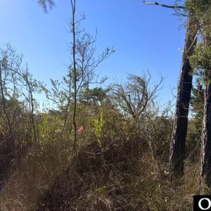 Photo #5 of 78 Beach Road, Ocracoke, NC 0.4 acres