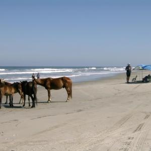 Photo #10 of 2063 Sandfiddler Road, Corolla, NC 0.6 acres