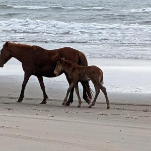Photo #9 of 2063 Sandfiddler Road, Corolla, NC 0.6 acres
