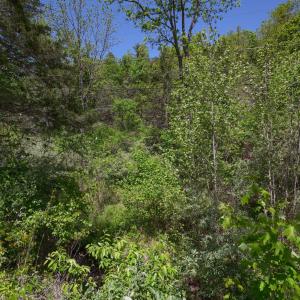 Area around creek