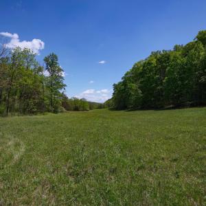 Pasture