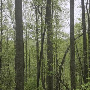 6.94 ac Albemarle