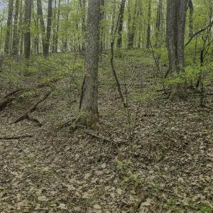 Evans_Albemarle Co-02