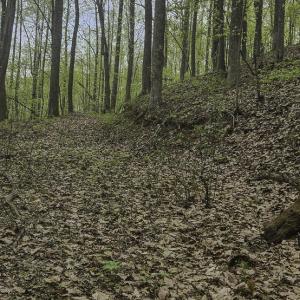 Evans_Albemarle Co-04