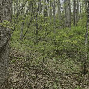 Evans_Albemarle Co-05