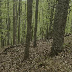 Evans_Albemarle Co-13