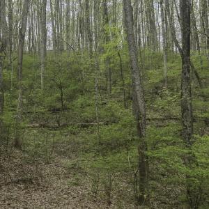 Evans_Albemarle Co-14