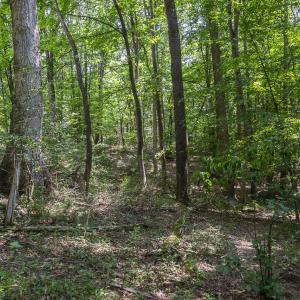Woods