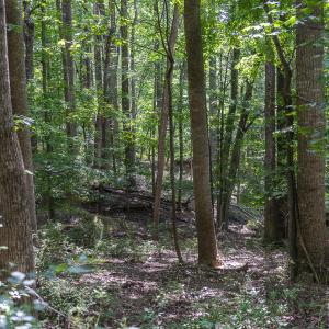 Woods