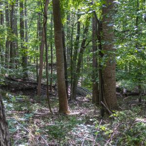 Woods