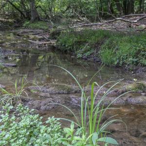 Stream