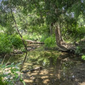 Stream