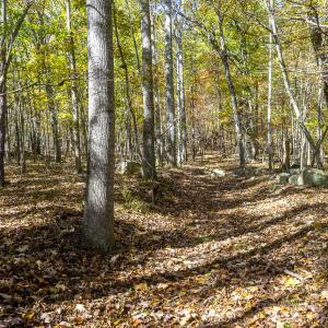 MLS Calle Mine Road Land-8