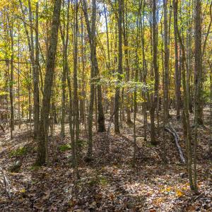 MLS Calle Mine Road Land-10