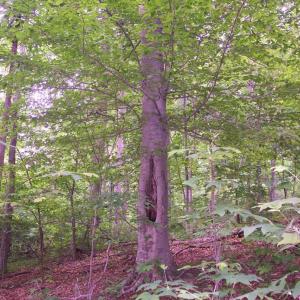 Forest View