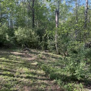 Wooded Area