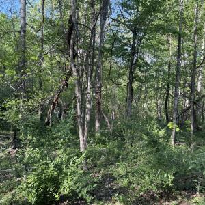 Wooded Area