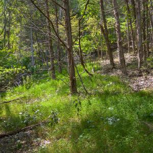 MLS Hollow Lane-13