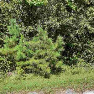 Photo #1 of Lot 9 Wisteria Dr., Hemingway, SC 0.3 acres